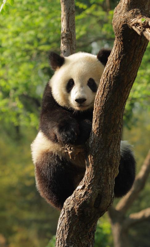 San Diego Zoo Panda Blog