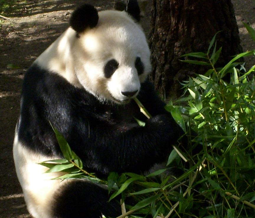 San Diego Zoo Panda Blog