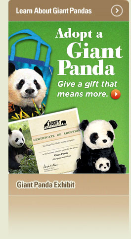 San Diego Zoo Panda Cam Camera