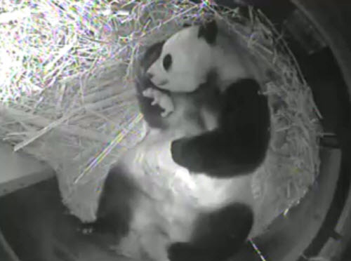 San Diego Zoo Panda Cam Camera