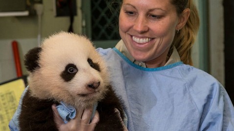 San Diego Zoo Panda Names At 100 Days