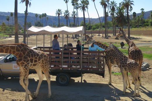 San Diego Zoo Safari Park Hours