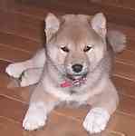 Shiba Inu Puppies For Sale Uk Only