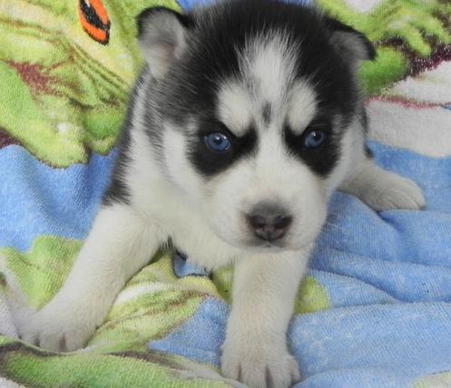 Siberian Husky Puppies For Sale Uk