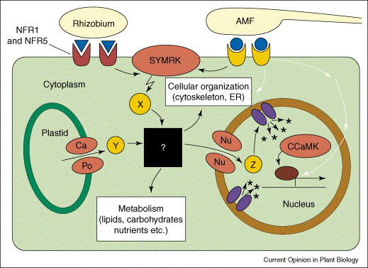 Signaling In The Arbuscular Mycorrhizal Symbiosis