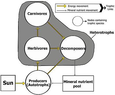 Simple Food Webs For Kids