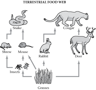 Simple Food Webs For Kids