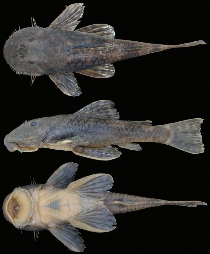 Small Catfish Species
