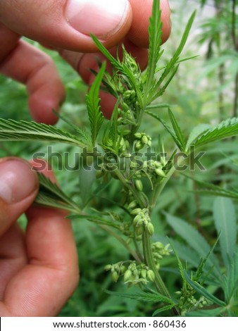 Smoking Male Cannabis Buds
