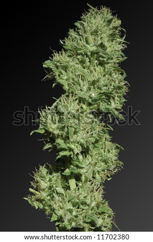 Smoking Male Cannabis Buds