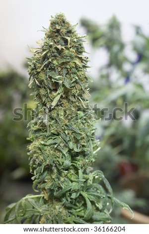 Smoking Male Cannabis Buds