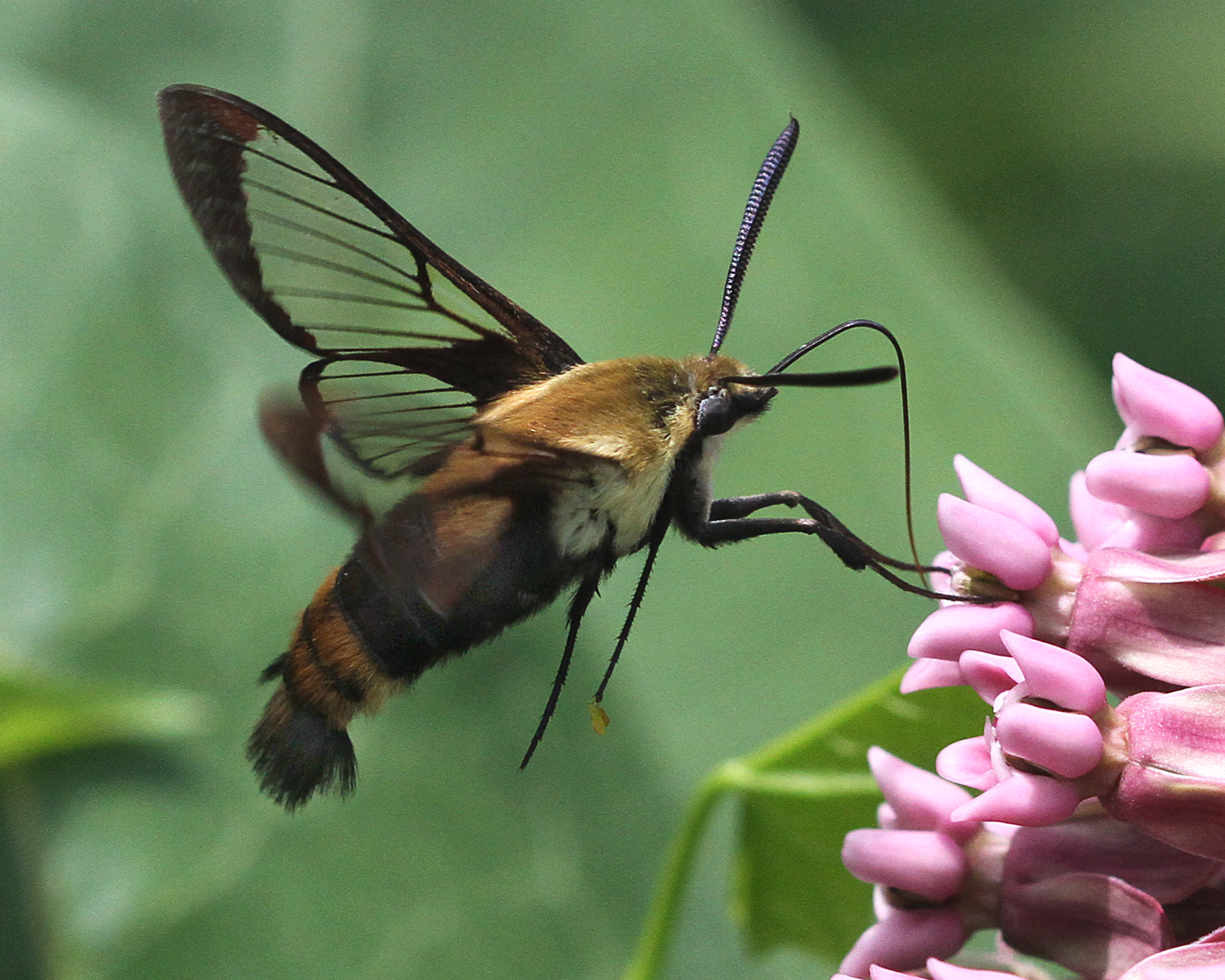 Sphinx Moth