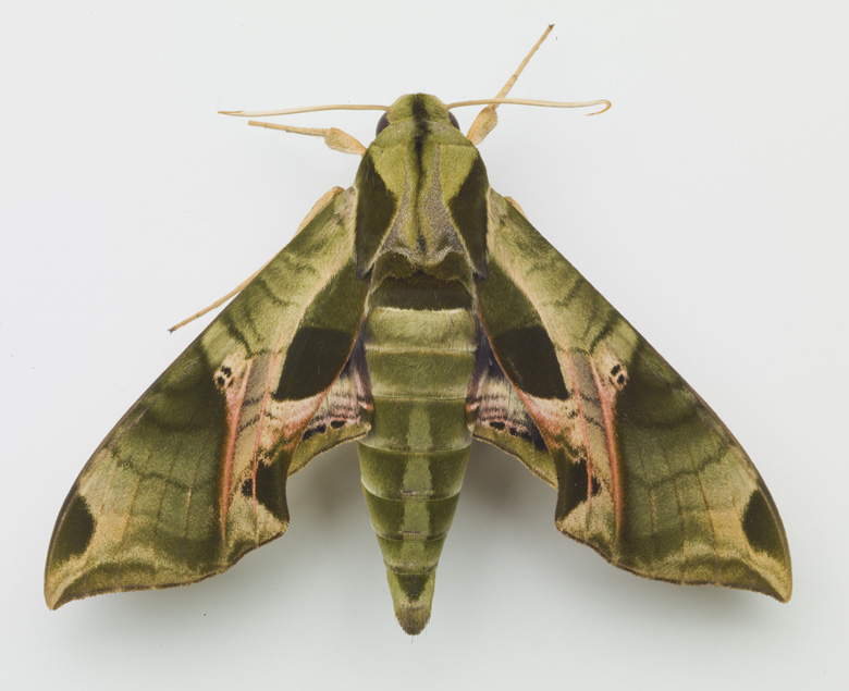 Sphinx Moth