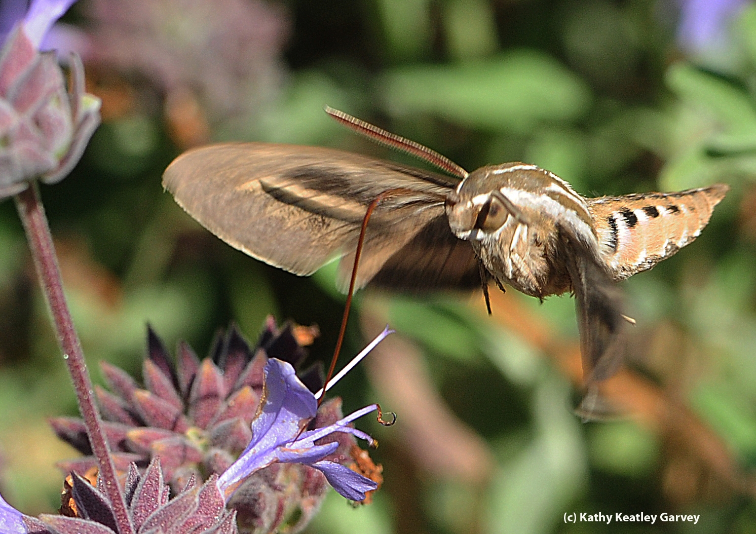 Sphinx Moth