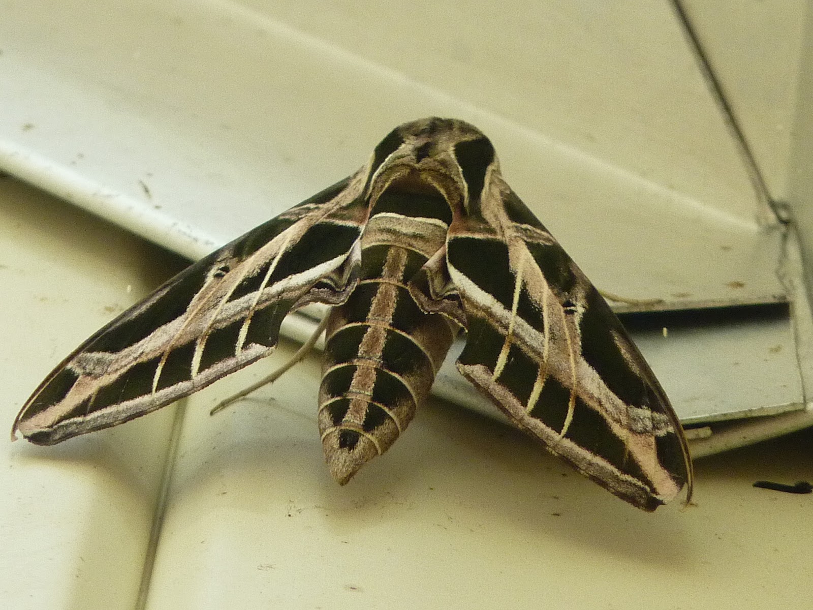 Sphinx Moth