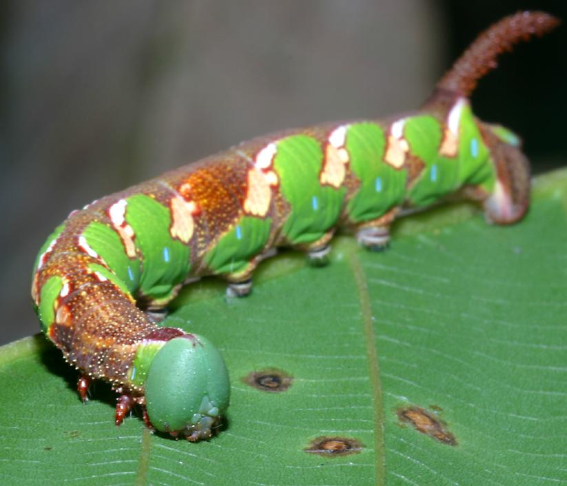 Sphinx Moth Caterpillar Arizona