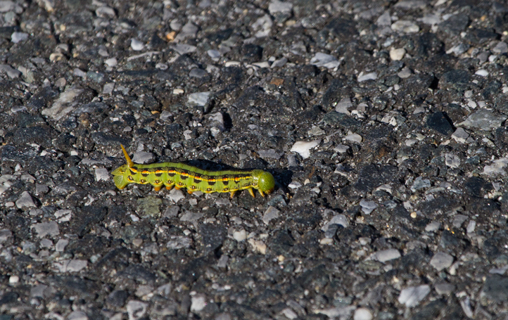 Sphinx Moth Caterpillar Arizona