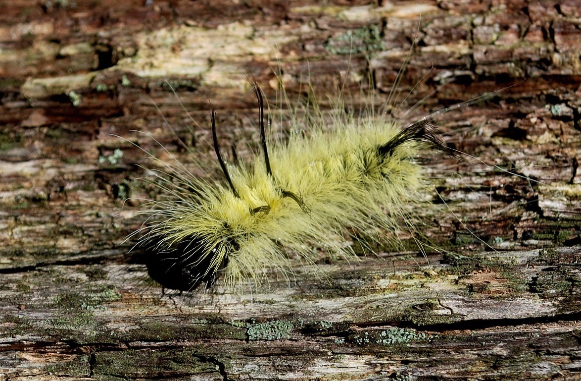 Sphinx Moth Caterpillar Arizona