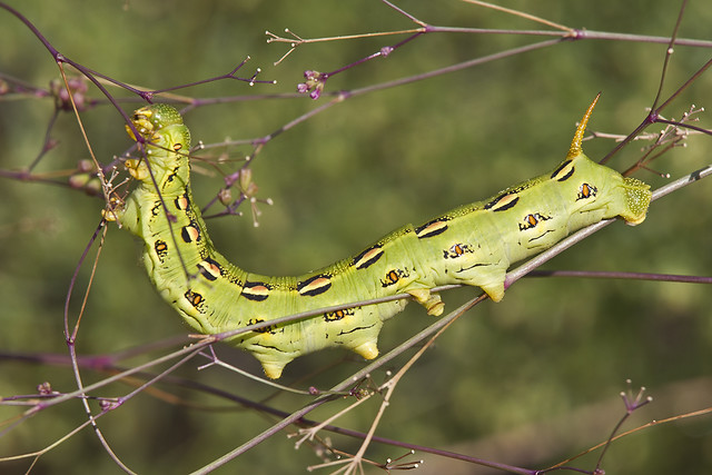 Sphinx Moth Caterpillar Arizona