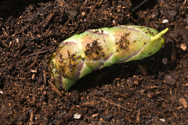 Sphinx Moth Caterpillar Arizona