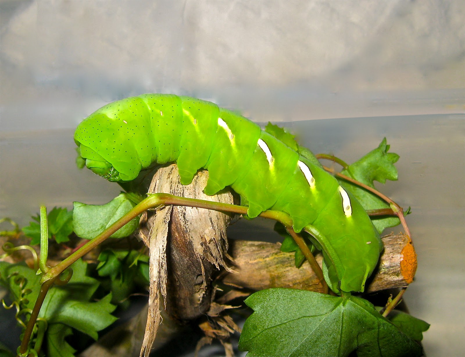 Sphinx Moth Caterpillar Life Cycle