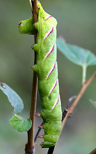 Sphinx Moth Caterpillar Life Cycle