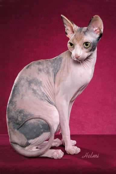 Sphynx Cat Baby