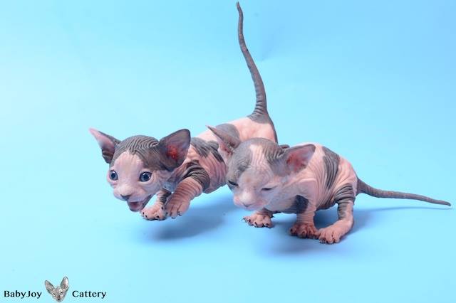 Sphynx Cat Baby