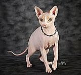 Sphynx Cats For Sale In Ohio