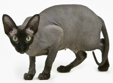 Sphynx Cats For Sale In Texas