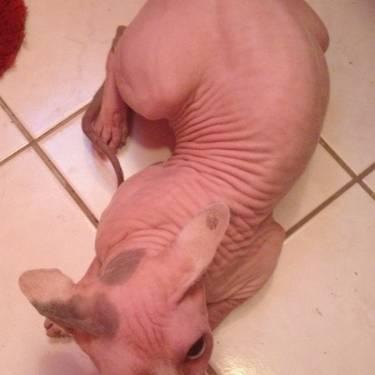Sphynx Cats For Sale Ny
