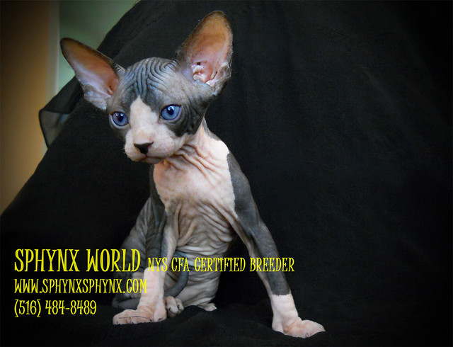 Sphynx Cats For Sale Ny