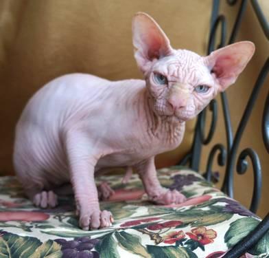 Sphynx Cats For Sale Wisconsin