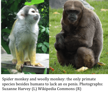 Spider Monkey For Sale In Sc