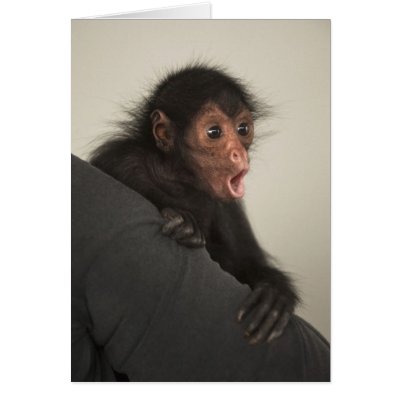 Spider Monkey For Sale Texas