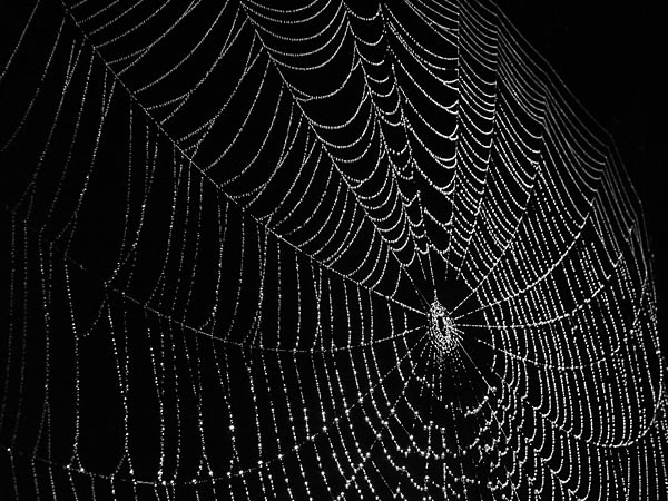Spider Web Drawing Steps