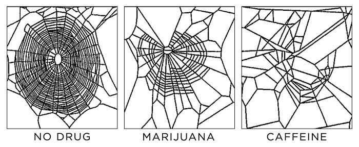 Spider Webs On Drugs
