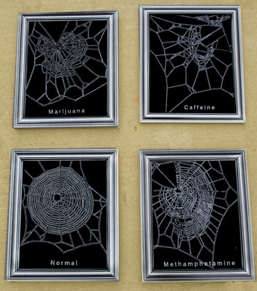 Spider Webs On Drugs