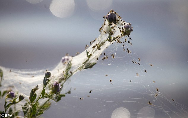 Spider Webs On Drugs Snopes
