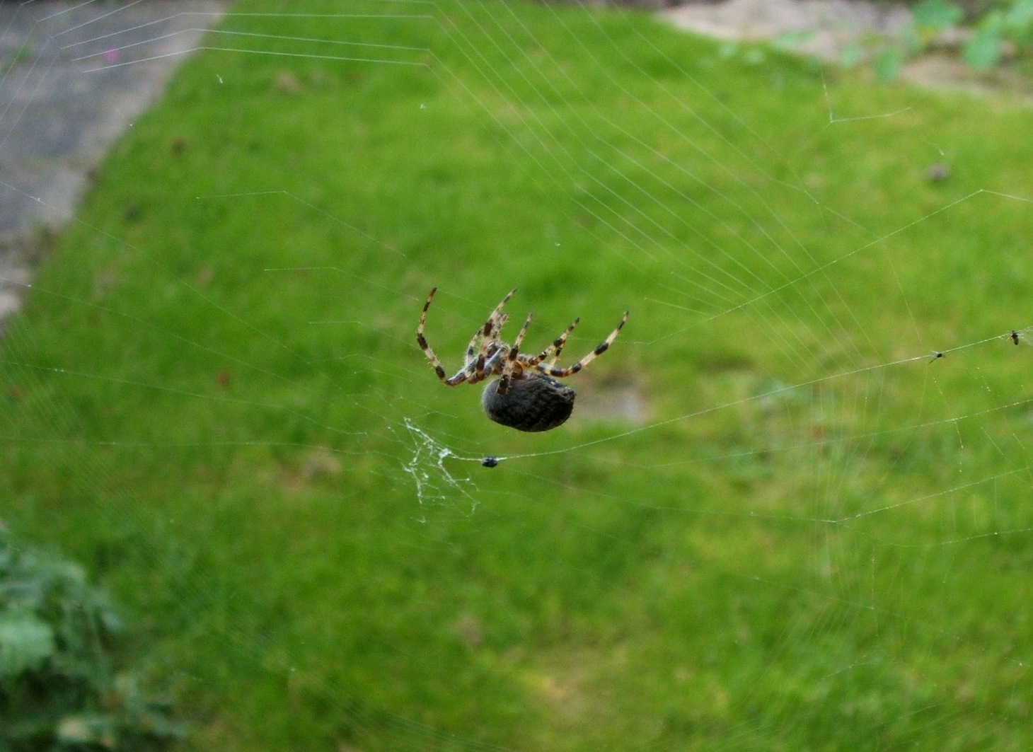 Spider Webs On Drugs Snopes