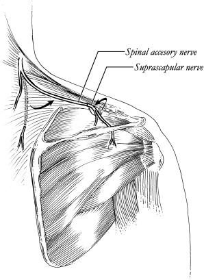 Spinal Accessory Nerve Injury Physical Therapy