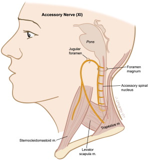 Spinal Accessory Nerve Injury Symptoms