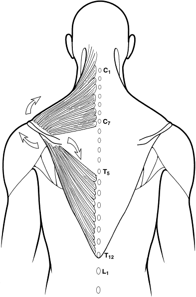 Spinal Accessory Nerve Palsy Symptoms