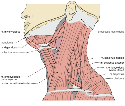 Spinal Accessory Nerve Repair