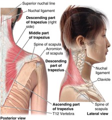 Spinal Accessory Nerve Trapezius
