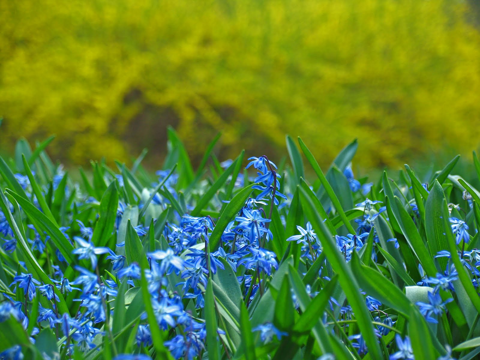 Spring Flowers Images