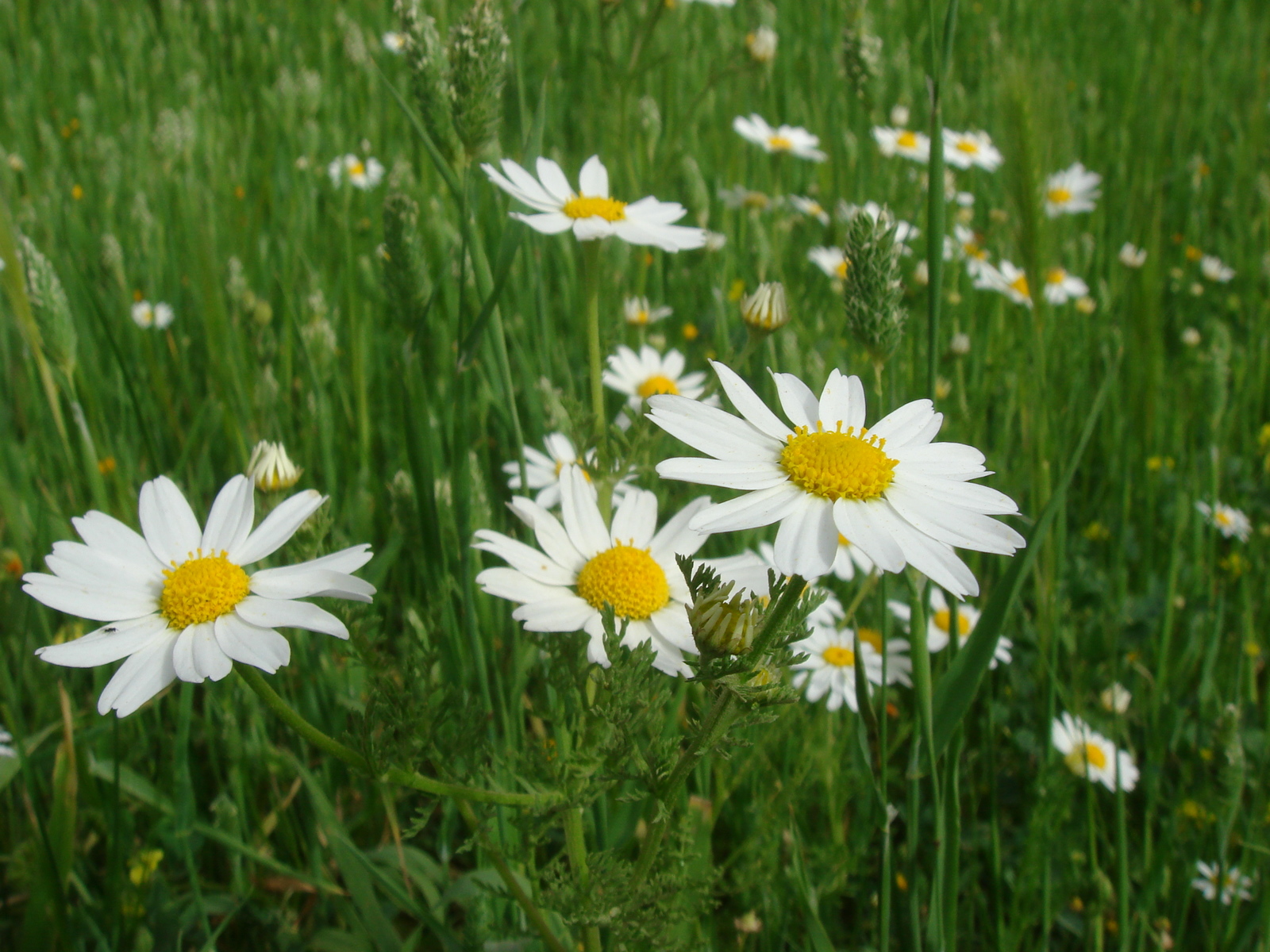 Spring Flowers Images