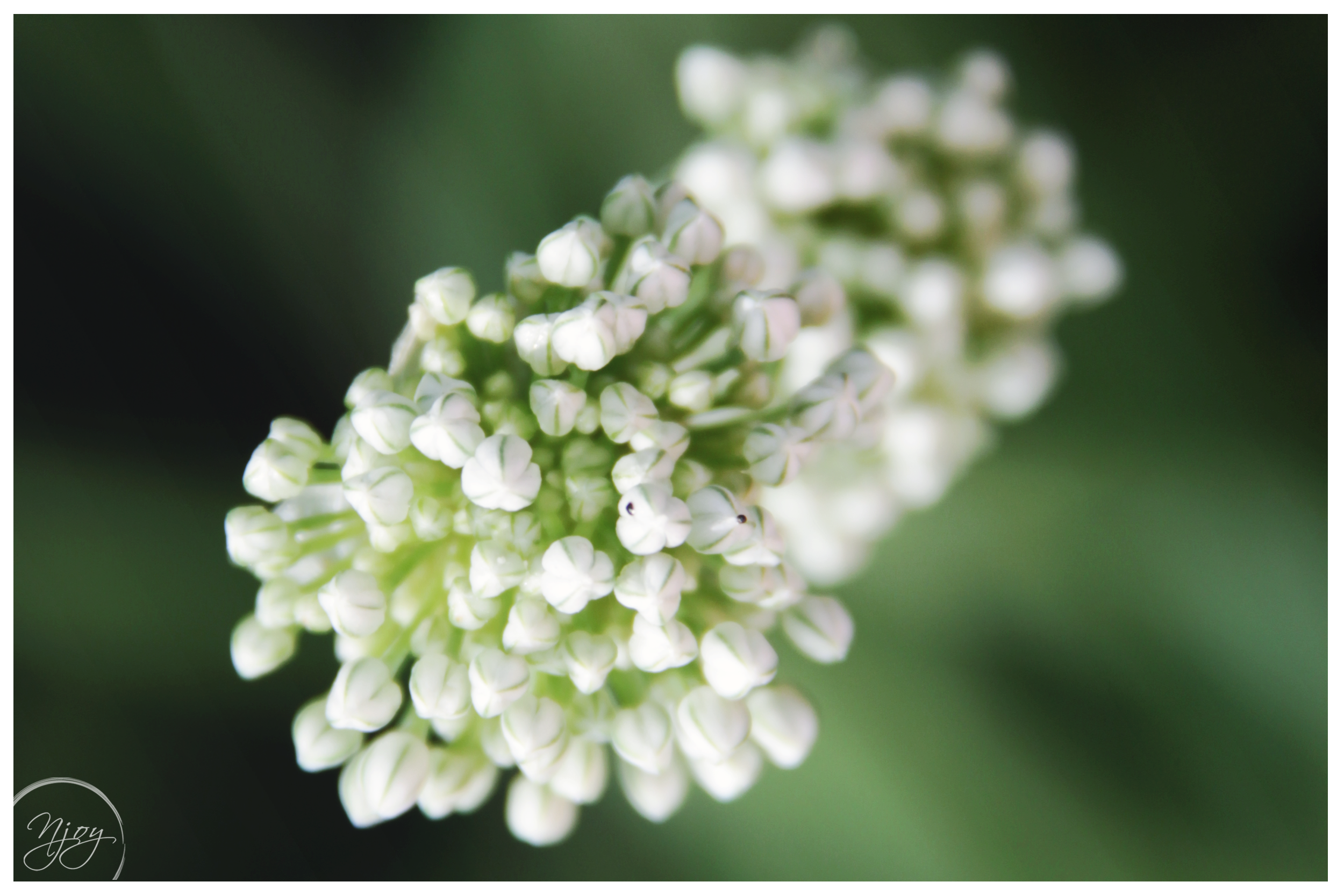 Spring Onion Flower