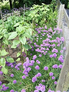 Spring Onion Flower