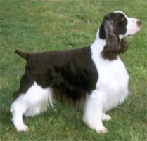 Springer Spaniel